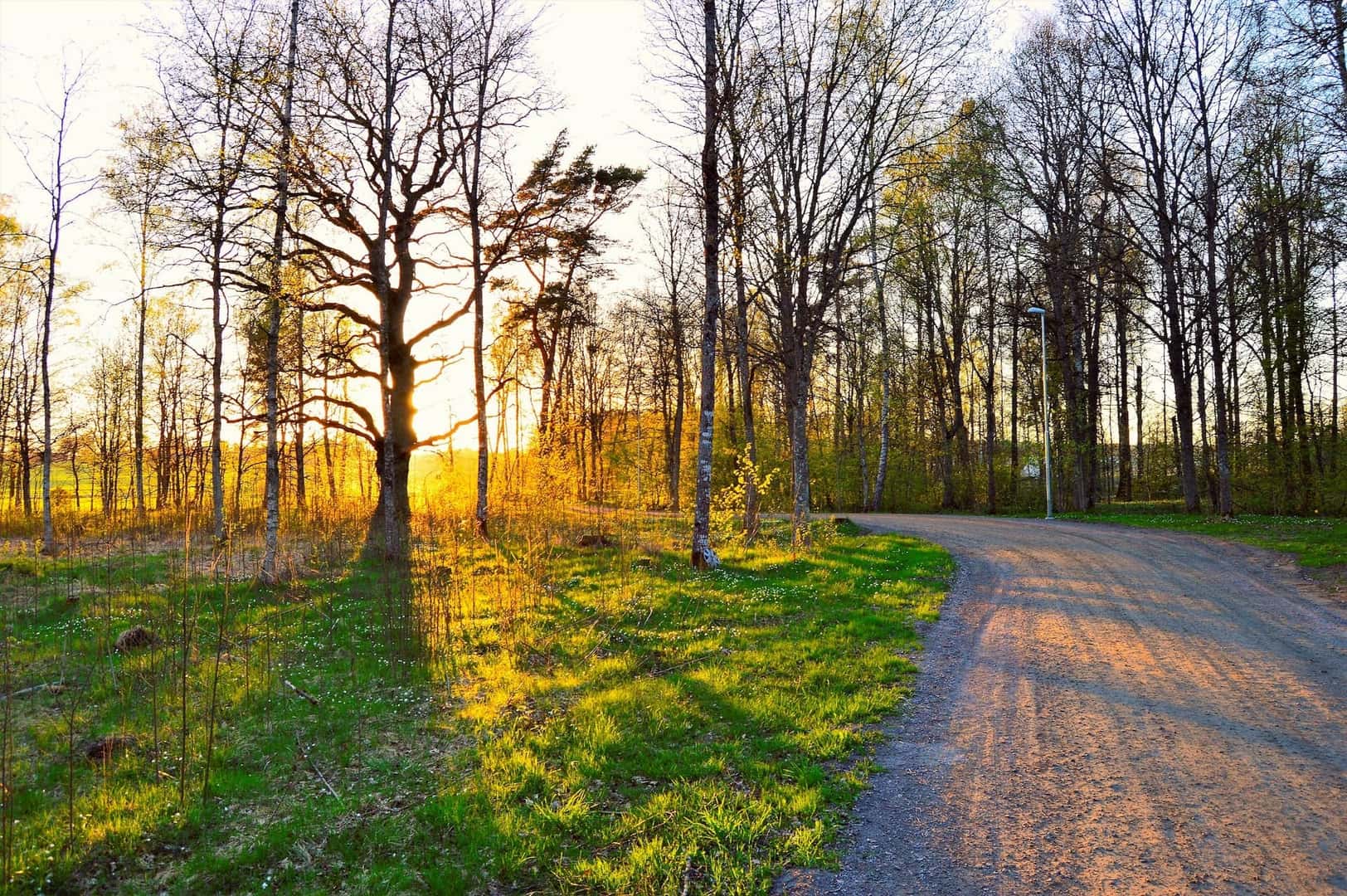 Dirt road in Spring