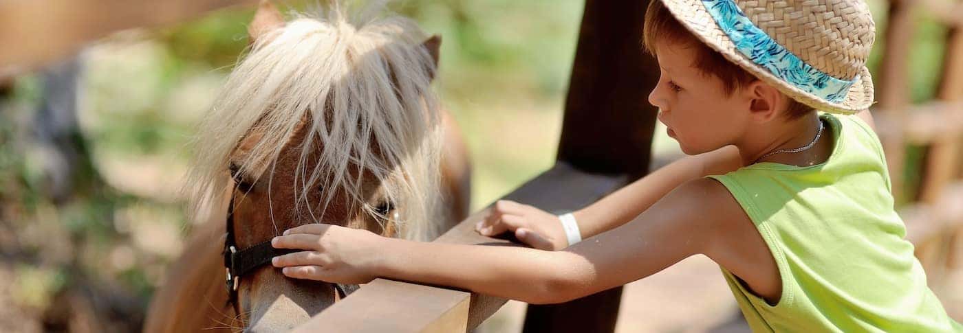 Child touching a horse at a petting zoo