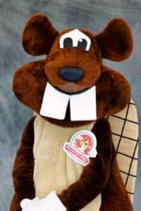 Bucky  Beaver 