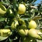 apples