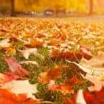 Autumn Leaves On The Ground