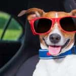 dog wearing sunglasses