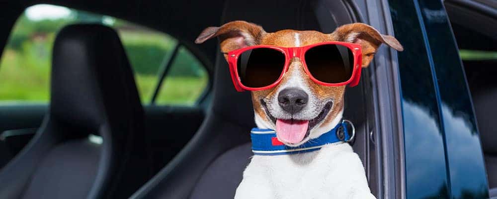 dog wearing sunglasses