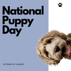 National Puppy Day Hyundai of Albany with a photograph of a puppy.