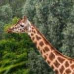 A giraffe at the zoo