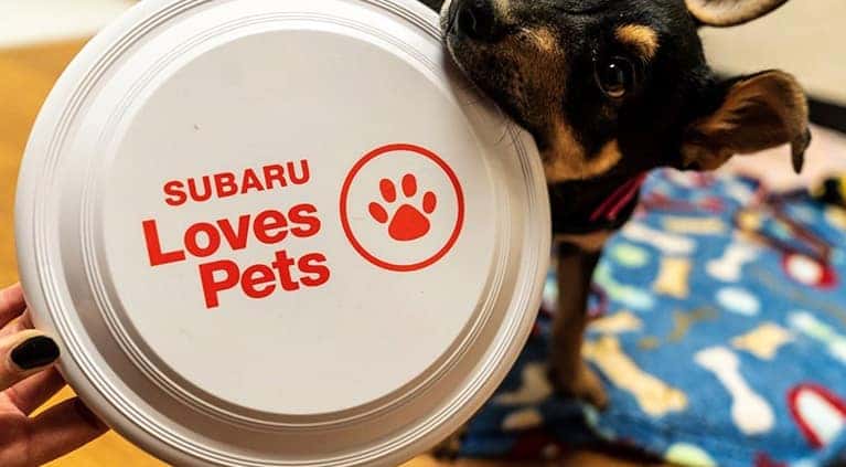 pet adoption