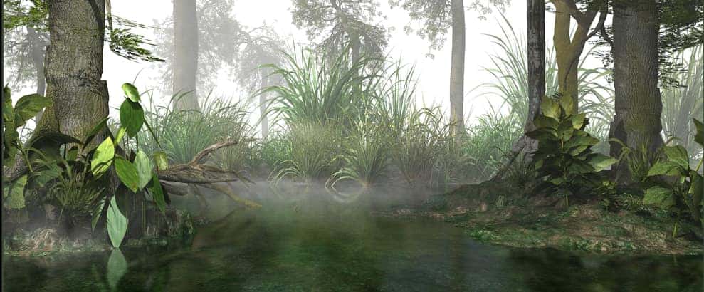 swamp