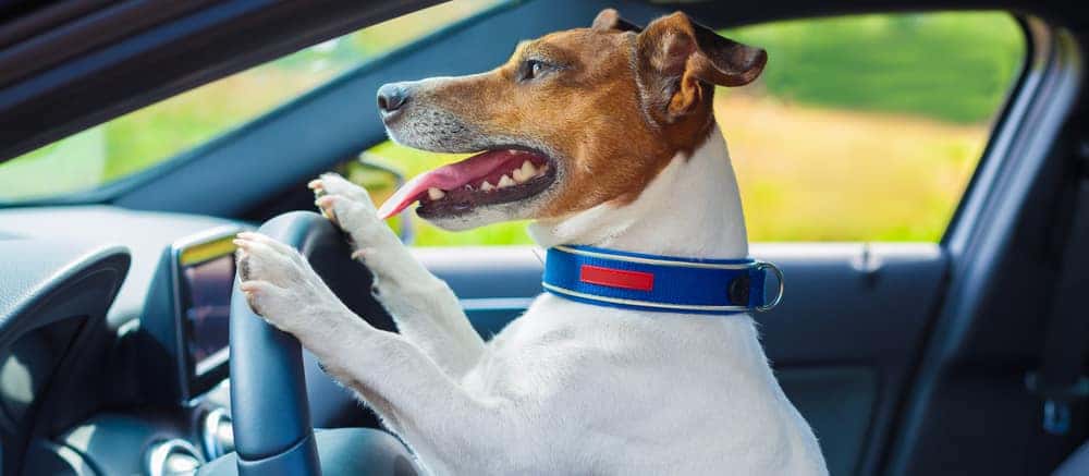 How to Get Dog Hair Out of Your Car