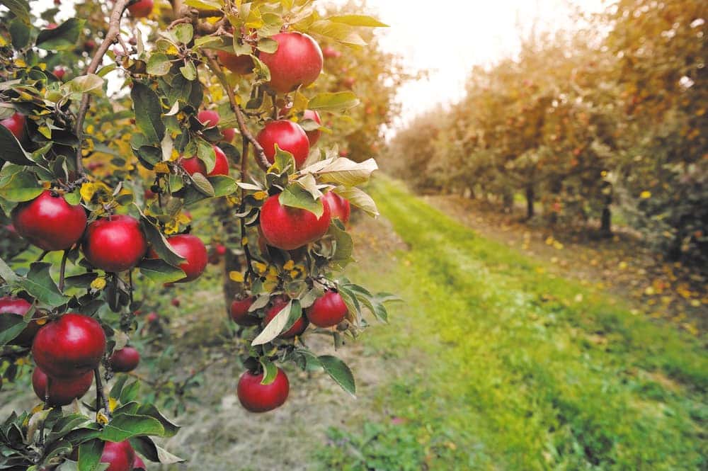 Picking Cherries in New Jersey 