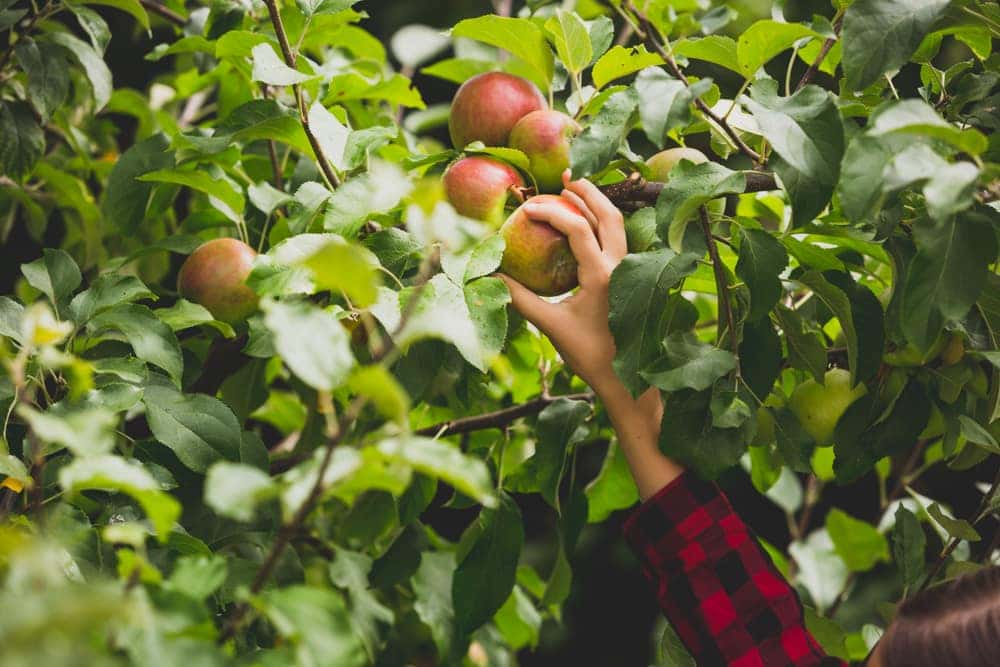 organic peach orchard near me