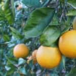 orange blossom festival