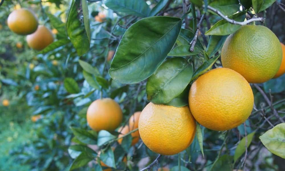 Davie’s Orange Blossom Festival begins this week