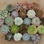 University Mitsubishi Succulents Green Gifts