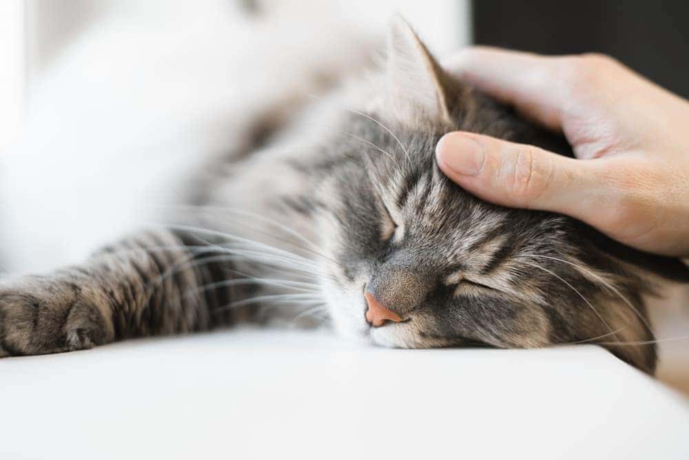 newber cat adoption event wilsonville subaru newber animal shelter